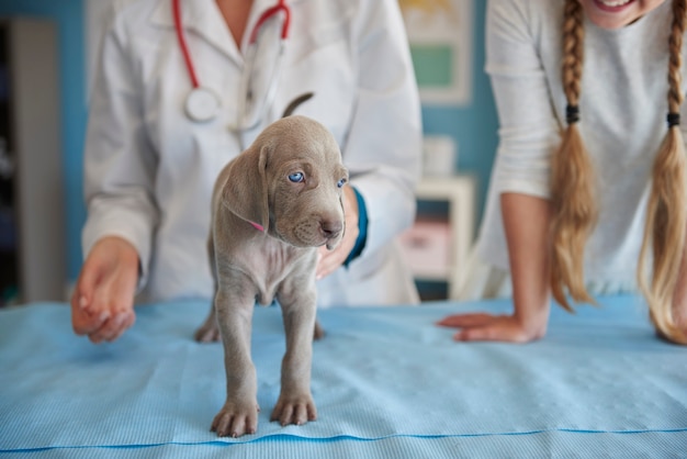 Primeros pasos de un perro enfermo en la oficina del veterinario