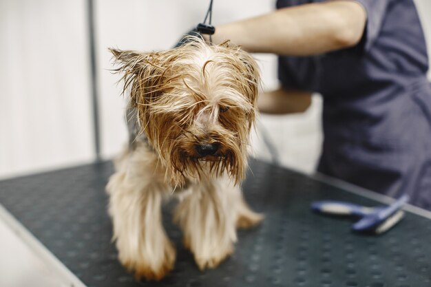 Proceso de afeitado. Perro pequeño se sienta en la mesa. Perro afeitado por un profesional.