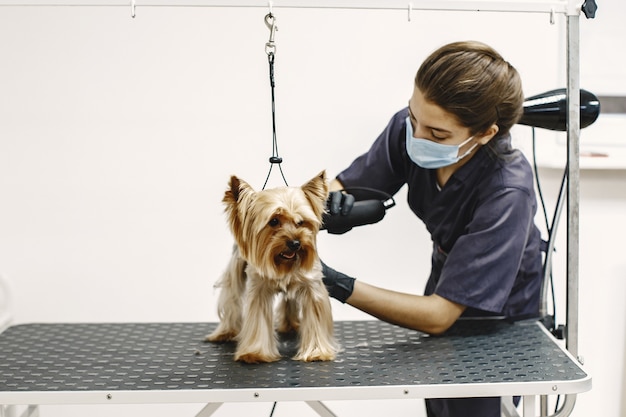 Proceso de afeitado. Perro pequeño se sienta en la mesa. Perro afeitado por un profesional.