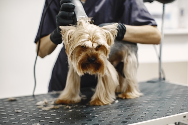 Foto gratuita proceso de afeitado. perro pequeño se sienta en la mesa. perro afeitado por un profesional.