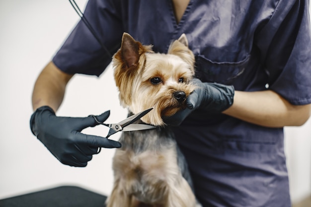 Proceso de corte de pelo. Perro pequeño se sienta en la mesa. Perro con un profesional.