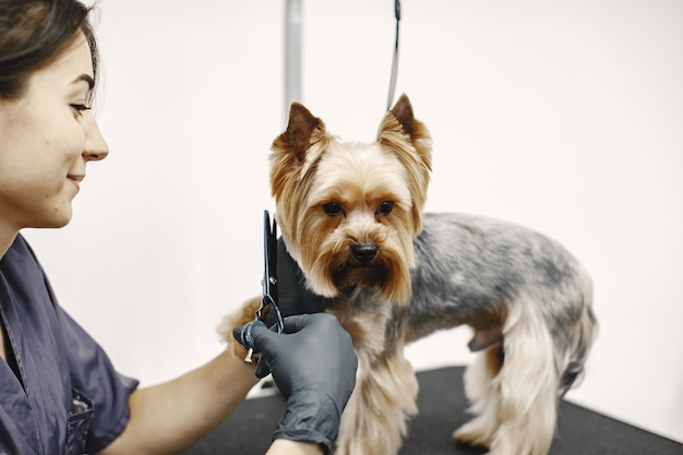 Proceso de corte de pelo. Perro pequeño se sienta en la mesa. Perro con un profesional.