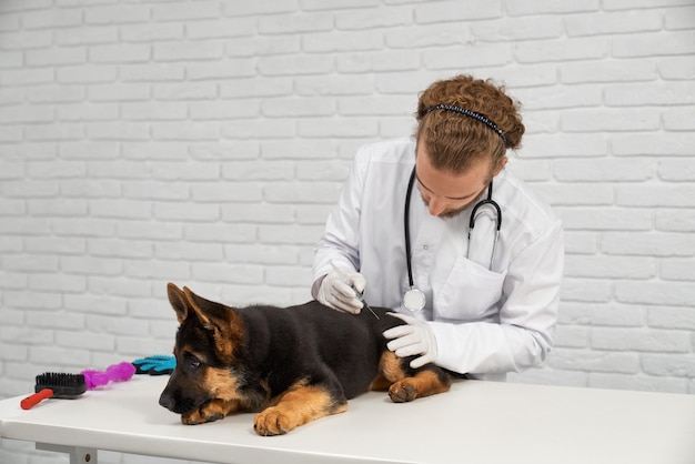 Foto gratuita proceso de fabricación de la inyección alsaciana en la clínica veterinaria