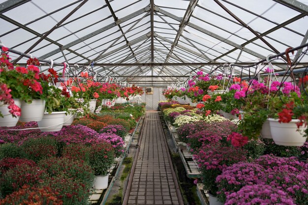 Producción y cultivo de flores. Muchas flores de crisantemo en invernadero. Plantación de crisantemo