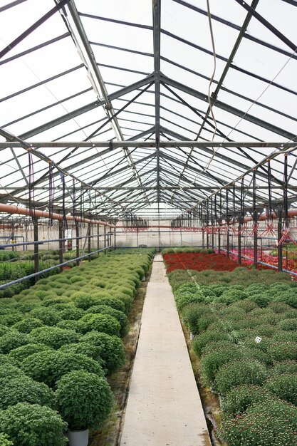 Producción y cultivo de flores. Muchas flores de crisantemo en invernadero. Plantación de crisantemo