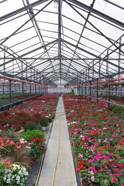 Producción y cultivo de flores. Muchos geranios y flores de crisantemo en el invernadero.