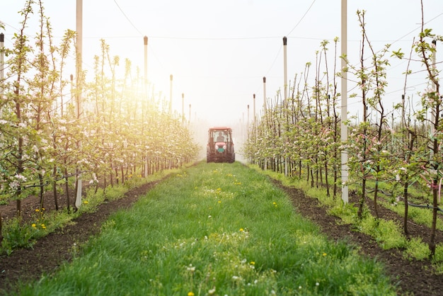 Producción de frutos del huerto de manzanas