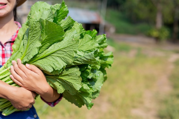 Productos de cosecha agrícola.