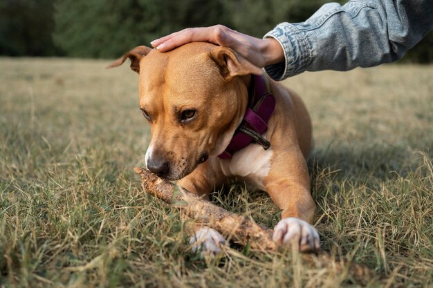 Propietario acariciando a su perro mientras permanece en la hierba