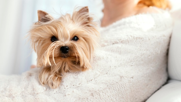 Foto gratuita propietario de cerca con lindo perro