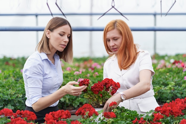 Propietario de un invernadero que presenta flores de geranios a un posible cliente minorista.