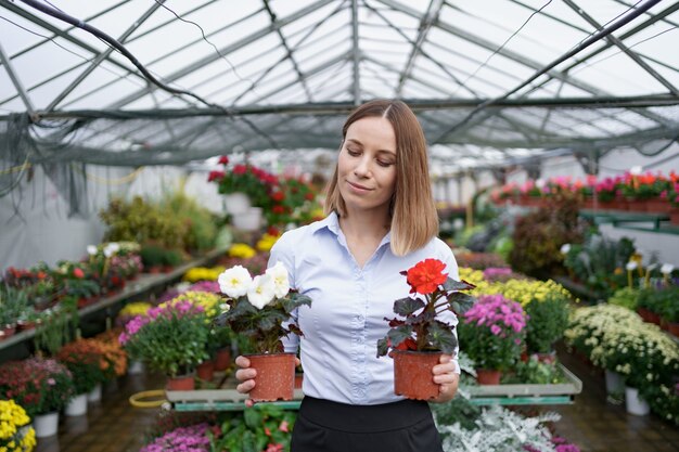 Propietario de negocio sonriente en su vivero de pie sosteniendo en las manos dos macetas con flores rojas y blancas en el invernadero