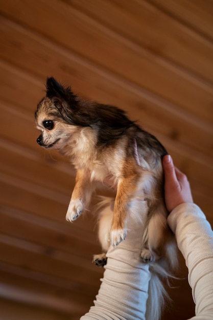 Propietario de vista lateral con perro chihuahua