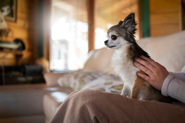 Propietario de vista lateral sentado en el sofá con perro