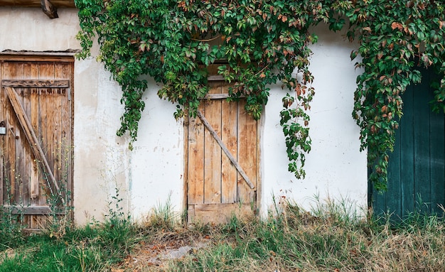 Prueba antigua con una puerta con textura de madera, una pared vieja con yeso desmoronado, cubierto de uvas silvestres. Destrucción natural de la estructura.