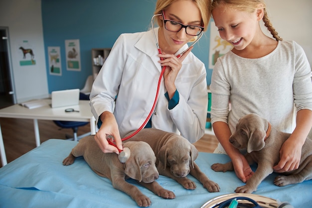 Prueba médica durante la visita al veterinario