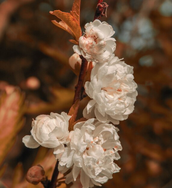 Prunus Glandulosa (cereza china)