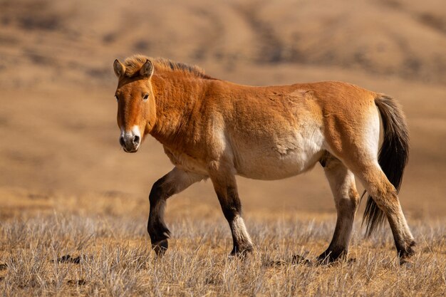 Przewalskis retrato de caballo en la mágica luz suave durante el invierno en Mongolia