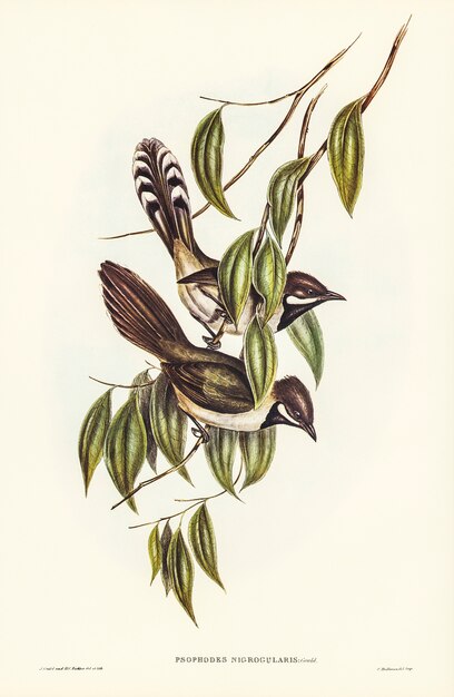 Psophodes de garganta negra (Psophodes nigrogularis) ilustrados por Elizabeth Gould