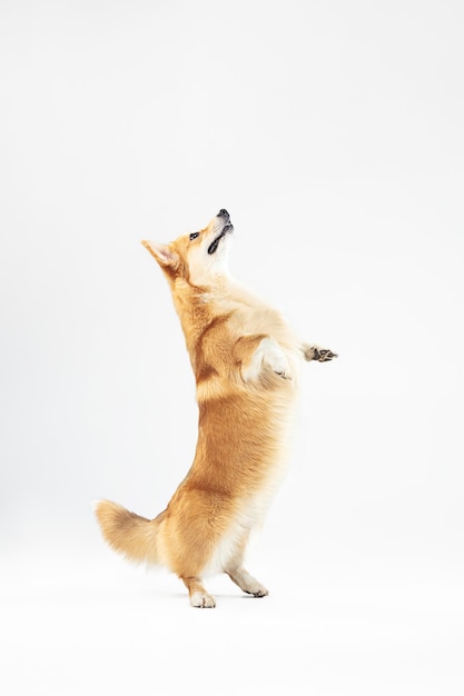 Puedo ser más alto. Cachorro de pembroke Welsh Corgi en movimiento. Lindo perrito o mascota mullida está jugando aislado sobre fondo blanco. Foto de estudio. Espacio negativo para insertar su texto o imagen.