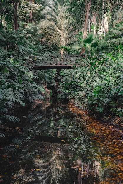 Foto gratuita puente en bosque