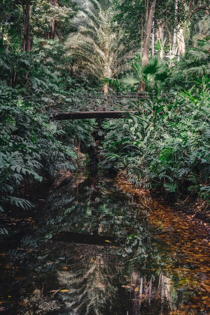 Puente en bosque