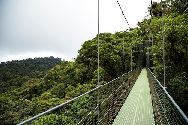 Puente colgante en selva tropical en costa rica