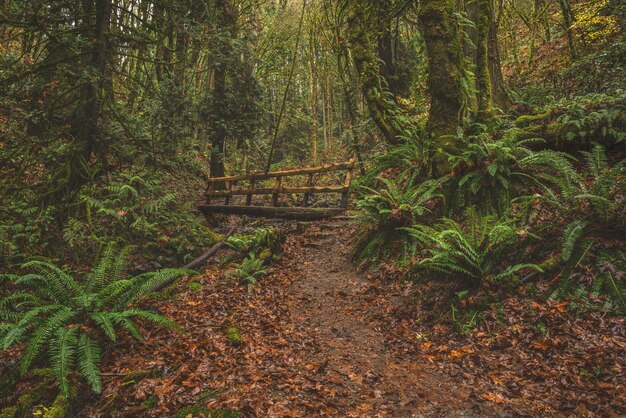 Puente de madera en un bosque de árboles