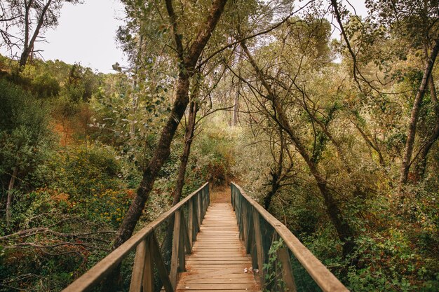 Puente de madera en bosque natural