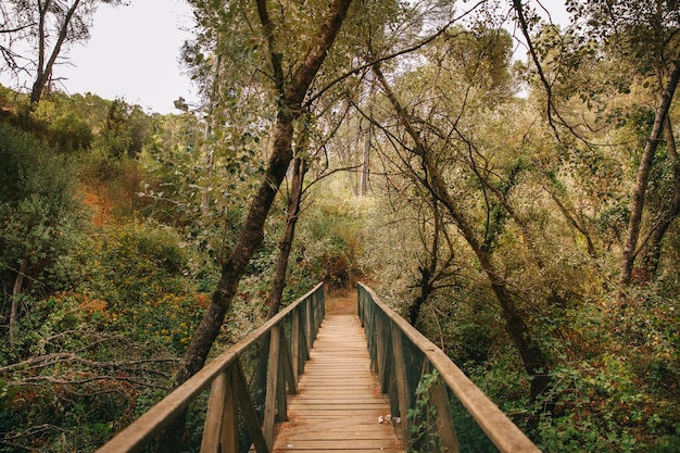 Puente de madera en bosque natural
