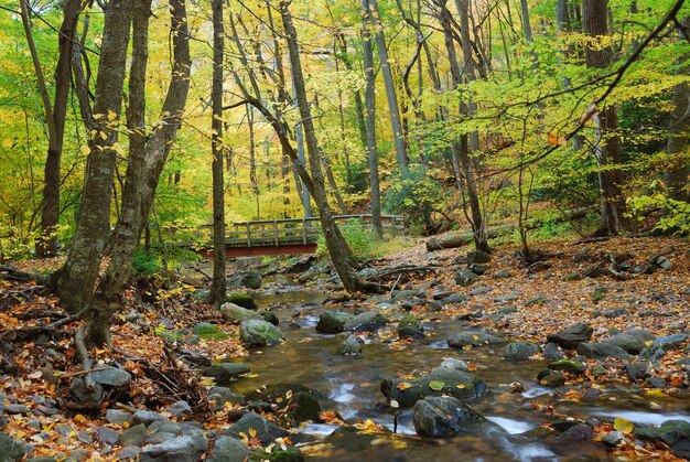 Puente de madera con bosque de otoño