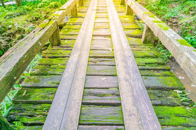 Puente de madera en el bosque verde tropical cubierta de musgo.