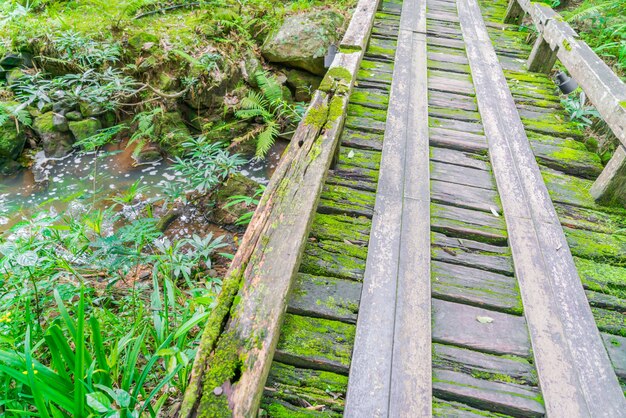 Puente de madera en el bosque verde tropical cubierta de musgo.