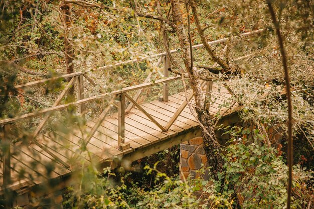 Puente de madera en bosque