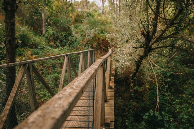 Puente de madera en naturaleza