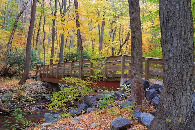 Puente de madera de otoño en bosque amarillo