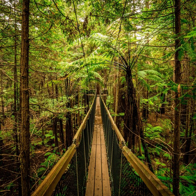 Puente de madera que conduce a un paseo aventurero en medio del bosque