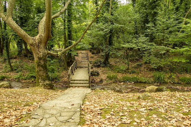 Puente de madera sobre un río angosto en un denso bosque