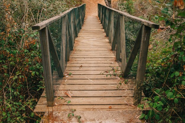 Puente en naturaleza