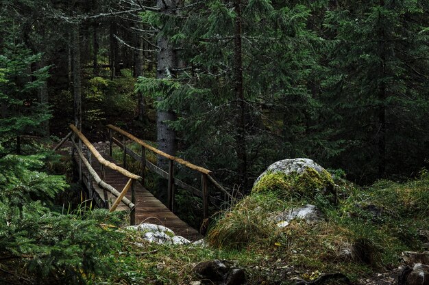 Puente viejo en el parque brumoso de otoño