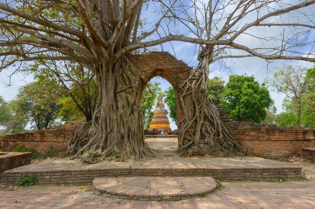 Puerta antigua de la ensenada del tiempo por la raíz del árbol en Ayutthaya Tailandia