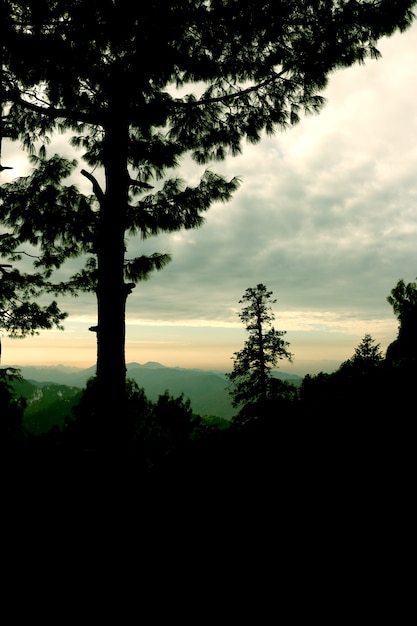 Puesta del sol en un bosque