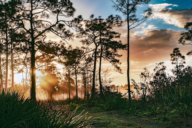 Puesta de sol en el bosque