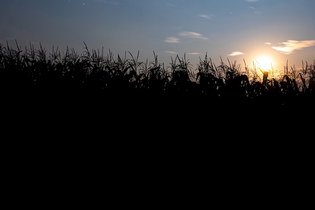 Puesta de sol detrás del maizal. Paisaje con cielo azul y sol poniente. Plantas en silueta. Vista frontal.