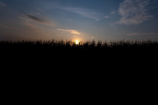 Puesta de sol detrás del maizal. Paisaje con cielo azul y sol poniente. Plantas en silueta. Vista frontal.