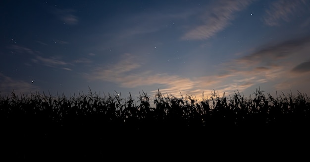 Puesta de sol detrás del paisaje del campo de maíz con cielo azul y sol poniente