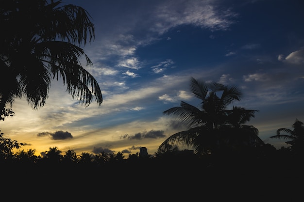 Puesta de sol detrás de siluetas de palmeras