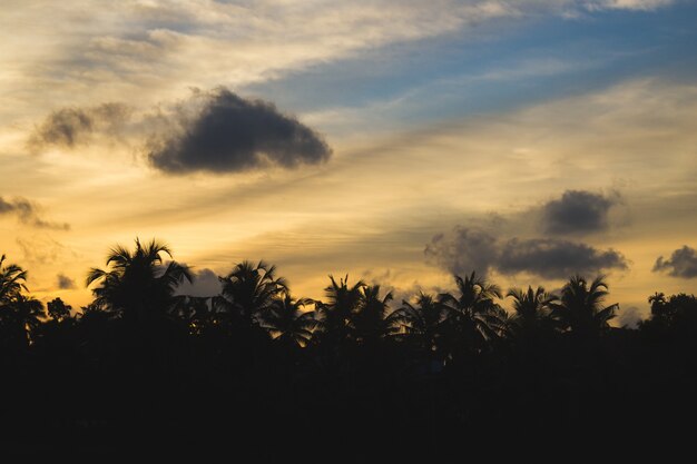 Puesta de sol detrás de siluetas de palmeras