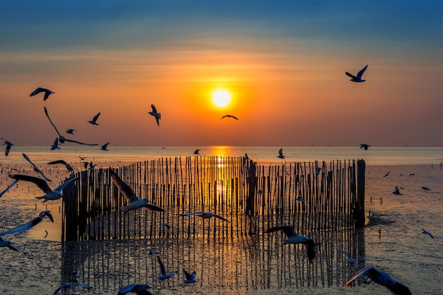 Puesta de sol con silueta de pájaros volando.