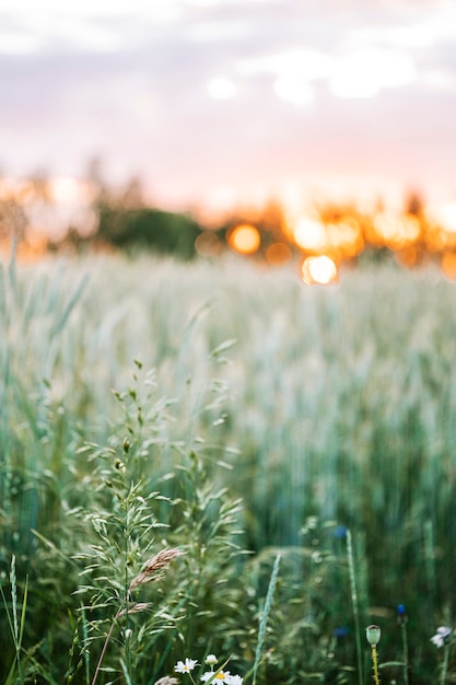 Puesta de sol sobre un campo de flores silvestres en verano